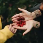 A pair of hands giving some fruits to a child.